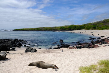 Fototapeta premium Ecuador Galapagos Islands - San Cristobal Relaxing Seal at Island Beach Baquerizo - Playa Baquerizo