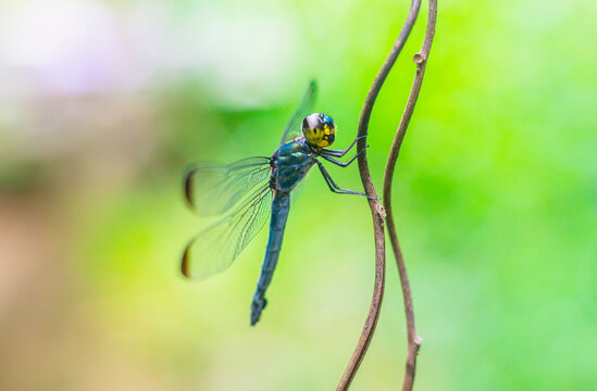 Close up detail of dragonfly. dragonfly image is wild with green background.