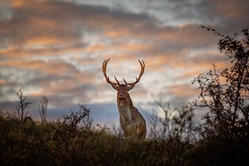 male deer at sunrise