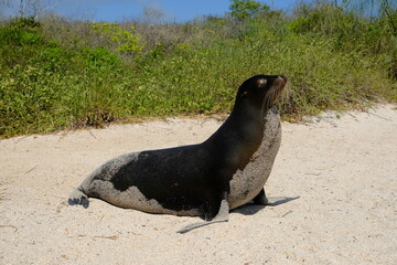 Fototapeta premium Ecuador Galapagos Islands - San Cristobal Island Sea lion walking along the beach