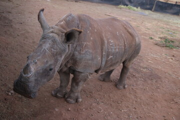 Obraz premium Photo Taken in Lion and Rhino Reserve, Krugersdorp