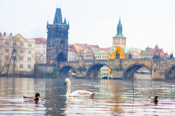 Swans and ducks dance on the Vltava river against the background of the Charles bridge