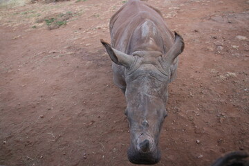 Fototapeta premium Photo Taken in Lion and Rhino Reserve, Krugersdorp