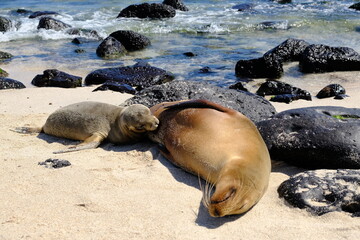 Ecuador Galapagos Islands - San Cristobal Island Nursing seal at Beach Playa Punta Carola