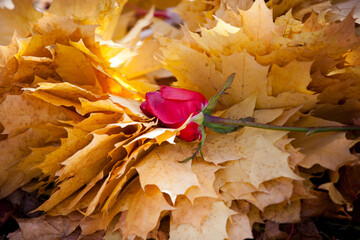 red rose on a background of yellow maple leaves, autumn romance