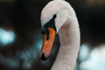 king swan