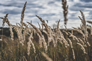 fields of Ukraine