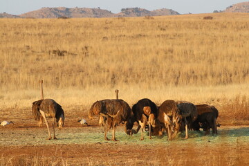 Naklejka premium Photo Taken in Lion and Rhino Reserve, Krugersdorp
