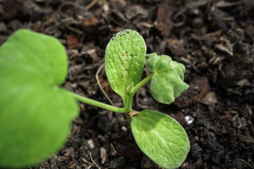 defective butternut squash seedlings 