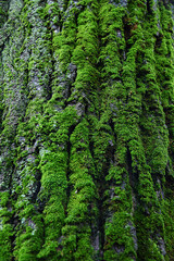 Moss on the tree trunk. Beautiful bark structure with emerald bryophytes biocenosis
