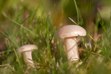 Pilze