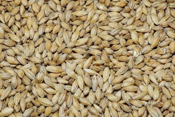 Close-up of malted barley, which is used in the whisky and beer production