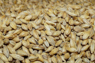 Close-up of malted barley, which is used in the whisky and beer production