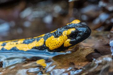 Feuersalamander im Bach