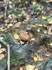 mushroom in the forest