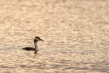 Great crested grebe on Lough Ree Ireland