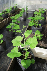 planting butternut squash vertically by using rope 