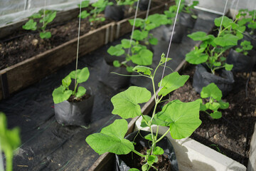 planting butternut squash vertically by using rope 