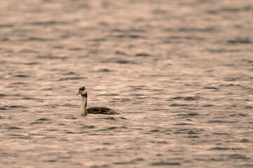 Great crested grebe on Lough Ree Ireland