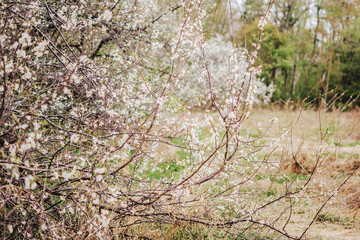 The beginning of the sakura blossom season.