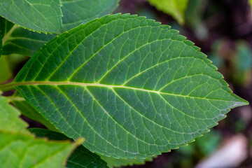 Obraz premium grünes Blatt