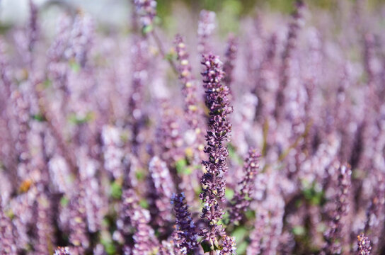 Mesona, Chinese Mesona flower.