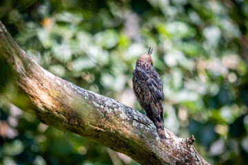 Convertible hawk-eagle or Crested hawk eagle