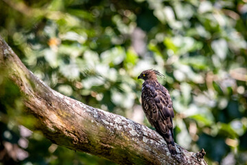 Convertible hawk-eagle or Crested hawk eagle