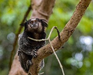 A little monkey, with eyes longing for the sun, sitting on a tree branch.