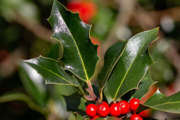 Europäische Stechpalme