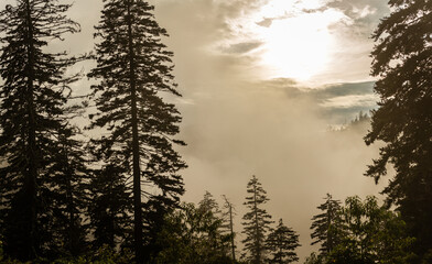 Panorama view of foggy forest in smoky mountains national park at morning sunrise