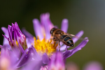 Herbstaster mit Biene