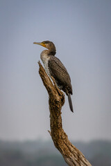 Birds from Bandipur