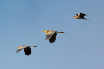 Flight of heron