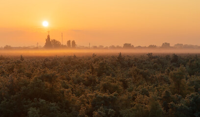 Dawn fog over Neftechala village. Azerbaijan