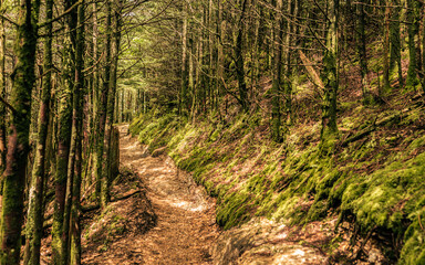A footpath goes in forest with sun rays in smoky mountains national park at sunny day