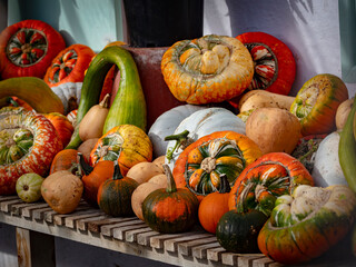 Squashes laid out on a bench