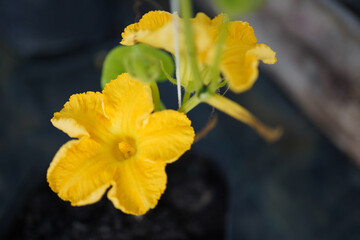 Fototapeta premium butternut squash male flowers bloom