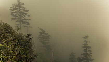 Dead trees isolated on heavy fog in background