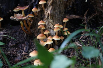 Brown forest mushrooms grew on a fallen tree