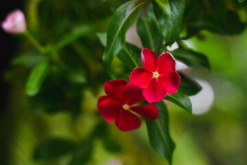 red and white flowers