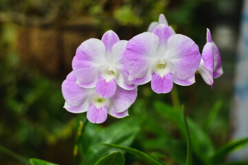 Naklejka na ściany i meble purple orchid flower