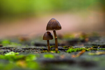 
Two little toadstools growing in the middle of a tree stump