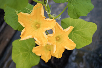 butternut squash male flowers bloom