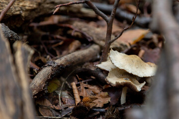 poisonous mushrooms on the forest ground