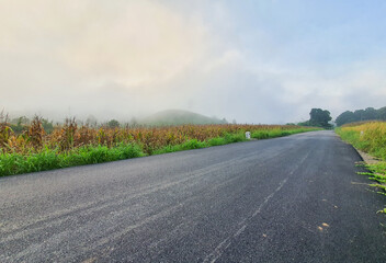 Fototapeta na wymiar Beautiful gold rice field, road in countryside.