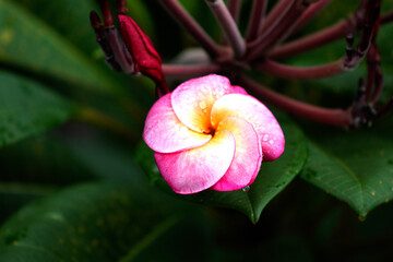 Frangipani tropical flowers, Plumeria flowers fresh