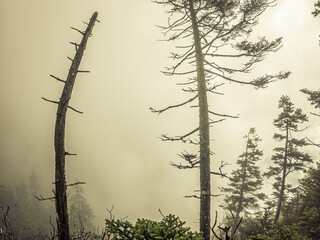 Dead trees isolated on heavy fog in background