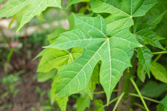 Tree spinach (Cnidoscolus chayamansa McVaugh) is a very nutritious vegetable