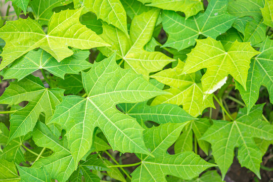 Tree spinach (Cnidoscolus chayamansa McVaugh) is a very nutritious vegetable